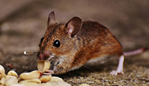 24 Hour & Emergency Exterminators in Fullerton, CA